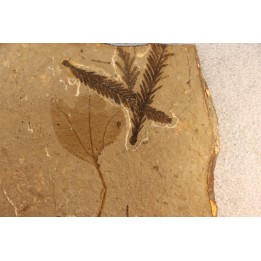 Metasequoia - Eocene - British Colombia - Canada