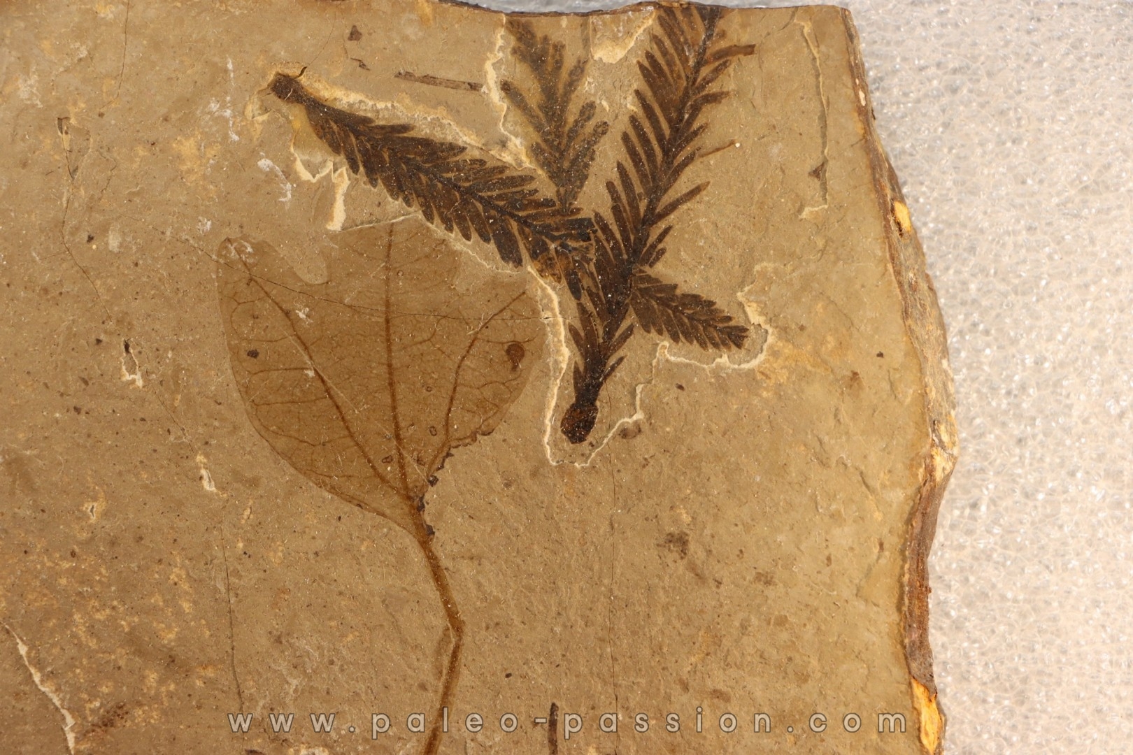 Metasequoia - Eocene - Colombie-Britanique - Canada