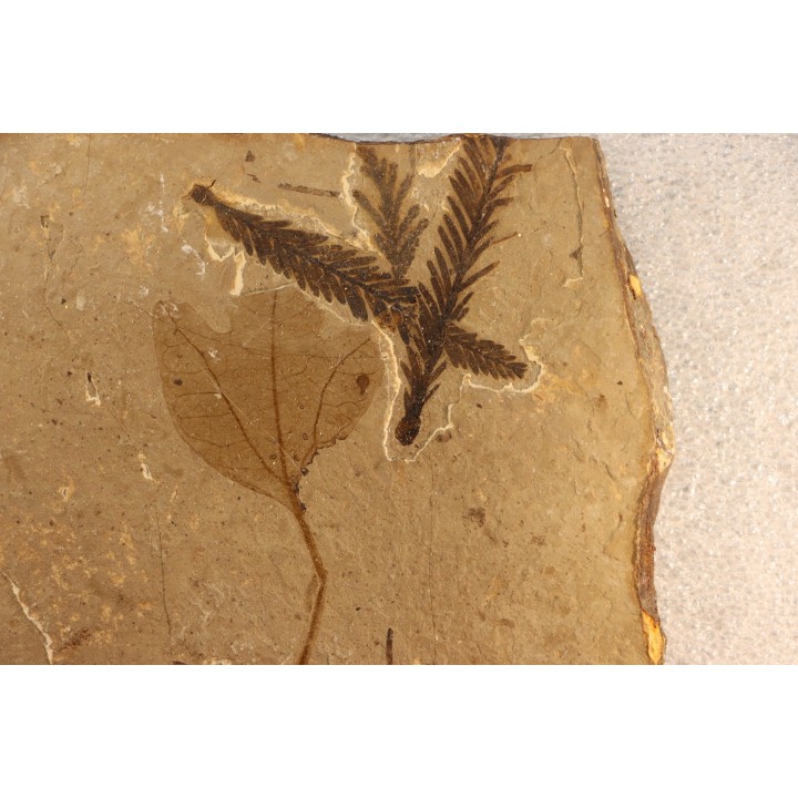 Metasequoia - Eocene - Colombie-Britanique - Canada