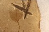 Metasequoia - Eocene - British Colombia - Canada