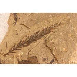 Metasequoia - Eocene - British Colombia - Canada