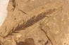 Metasequoia - Eocene - Colombie-Britanique - Canada