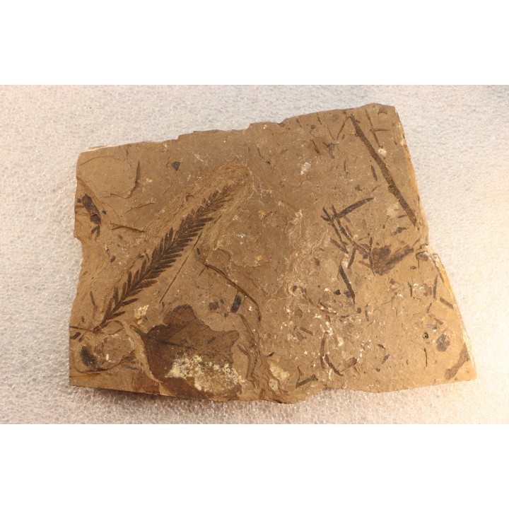 Metasequoia - Eocene - British Colombia - Canada