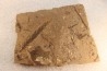 Metasequoia - Eocene - British Colombia - Canada