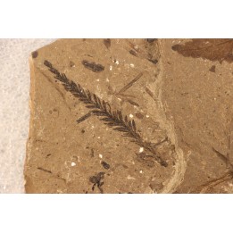 Metasequoia - Eocene - British Colombia - Canada