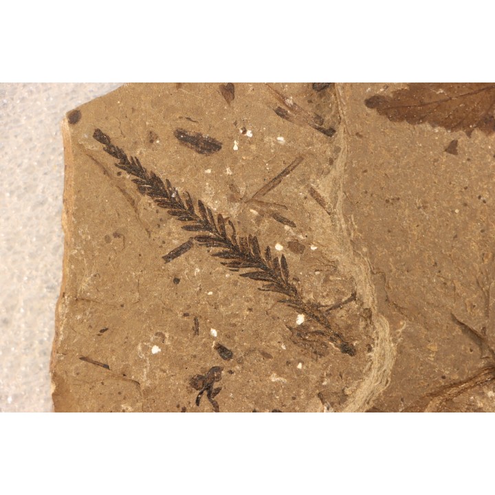 Metasequoia - Eocene - British Colombia - Canada