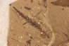 Metasequoia - Eocene - British Colombia - Canada