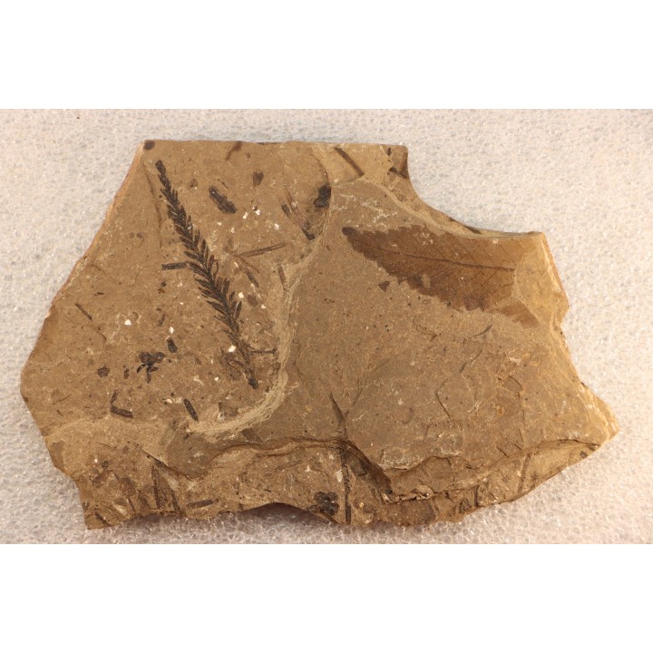 Metasequoia - Eocene - British Colombia - Canada