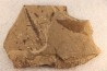 Metasequoia - Eocene - British Colombia - Canada