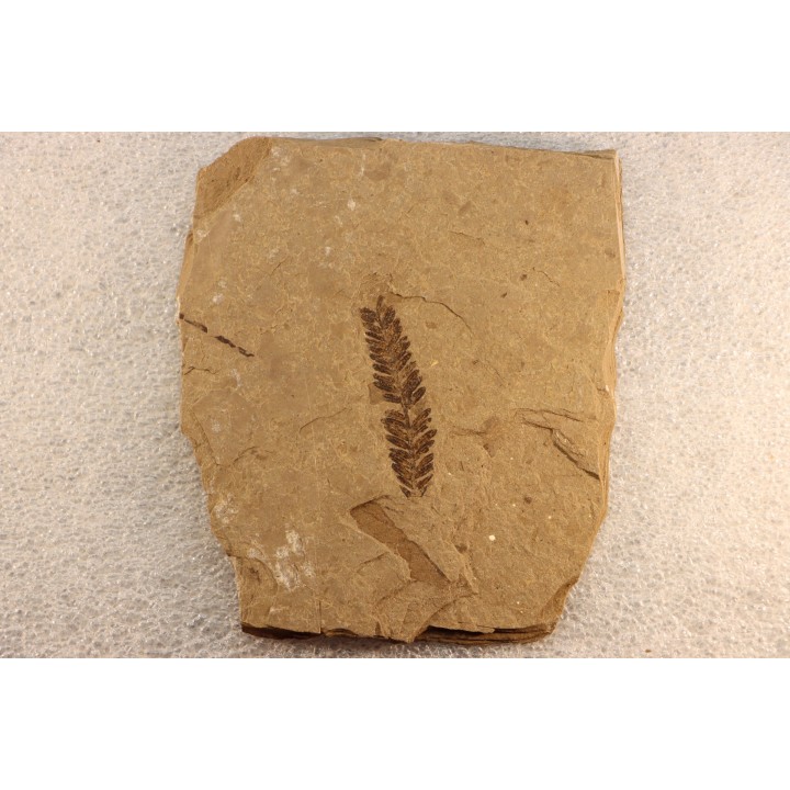Metasequoia - Eocene - British Colombia - Canada