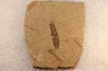 Metasequoia - Eocene - British Colombia - Canada