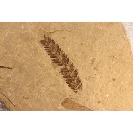 Metasequoia - Eocene - British Colombia - Canada