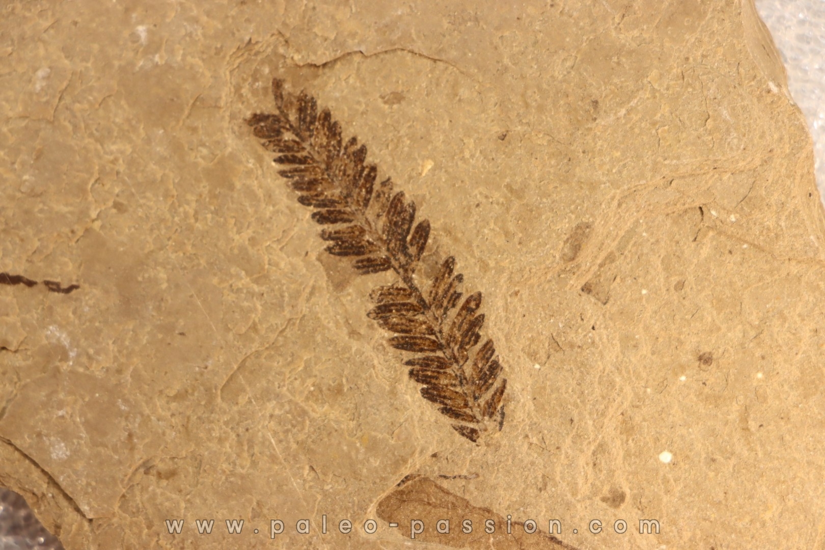 Metasequoia - Eocene - Colombie-Britanique - Canada