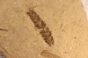 Metasequoia - Eocene - British Colombia - Canada