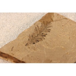 Metasequoia - Eocene - Colombie-Britanique - Canada