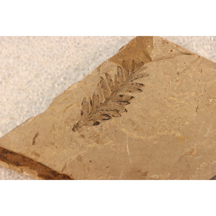 Metasequoia - Eocene - British Colombia - Canada