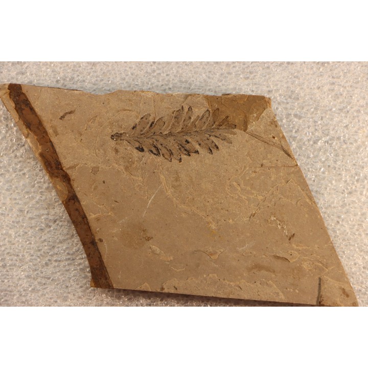 Metasequoia - Eocene - Colombie-Britanique - Canada