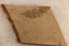 Metasequoia - Eocene - British Colombia - Canada