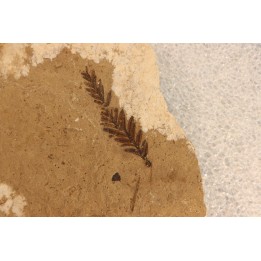 Metasequoia - Eocene - British Colombia - Canada