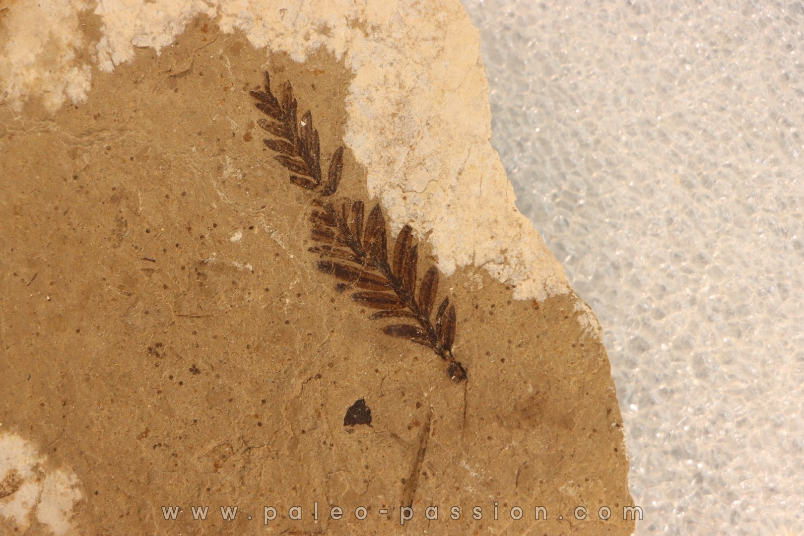 Metasequoia - Eocene - Colombie-Britanique - Canada