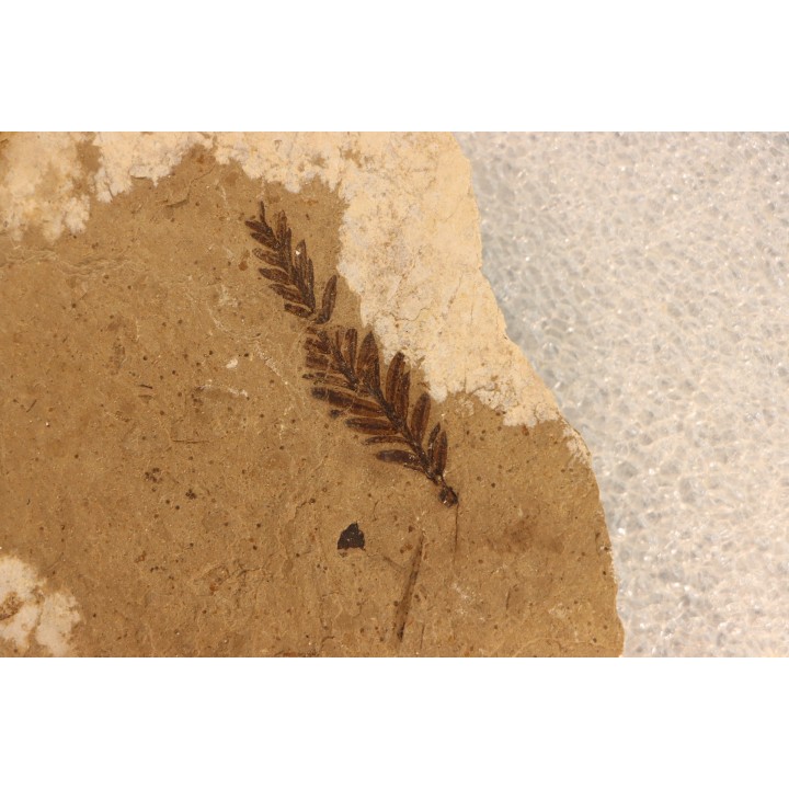 Metasequoia - Eocene - British Colombia - Canada