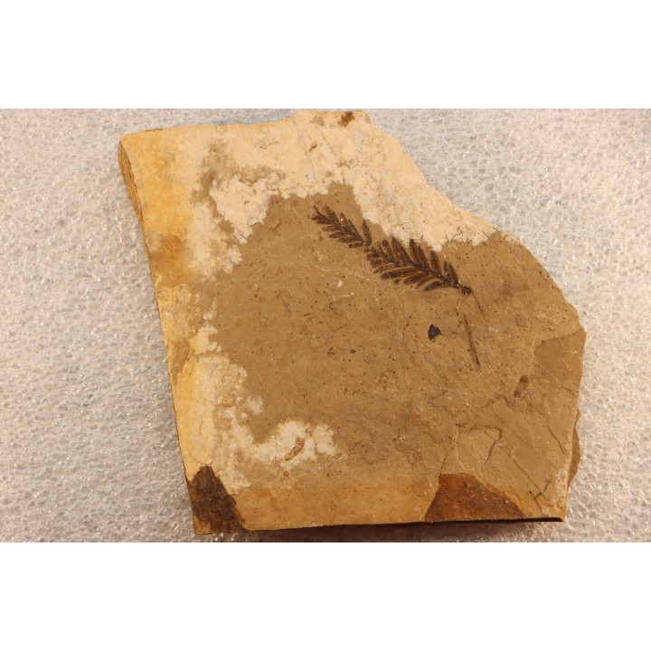 Metasequoia - Eocene - British Colombia - Canada