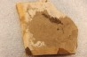 Metasequoia - Eocene - British Colombia - Canada