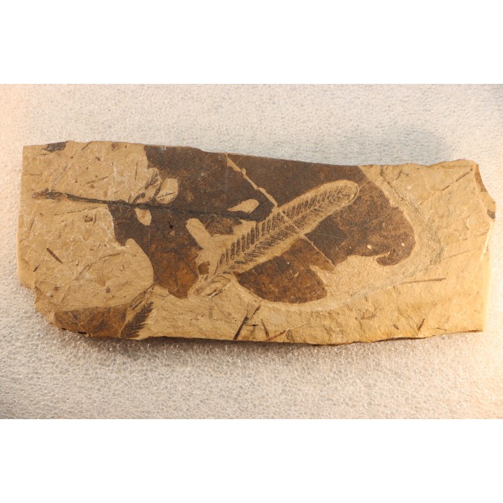 Metasequoia - Eocene - British Colombia - Canada