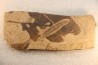 Metasequoia - Eocene - British Colombia - Canada