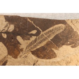 Metasequoia - Eocene - Colombie-Britanique - Canada