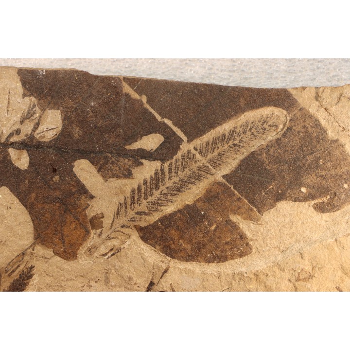Metasequoia - Eocene - Colombie-Britanique - Canada