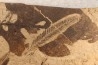 Metasequoia - Eocene - Colombie-Britanique - Canada