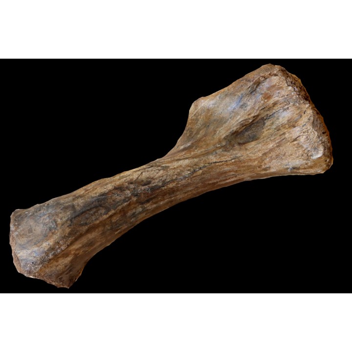MAMMOTH HUMERUS:  mammuthus primigenius