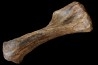 MAMMOTH HUMERUS:  mammuthus primigenius