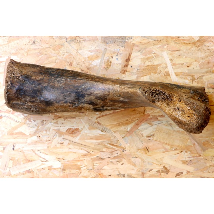 MAMMOTH HUMERUS:  mammuthus primigenius