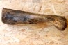 MAMMOTH HUMERUS:  mammuthus primigenius