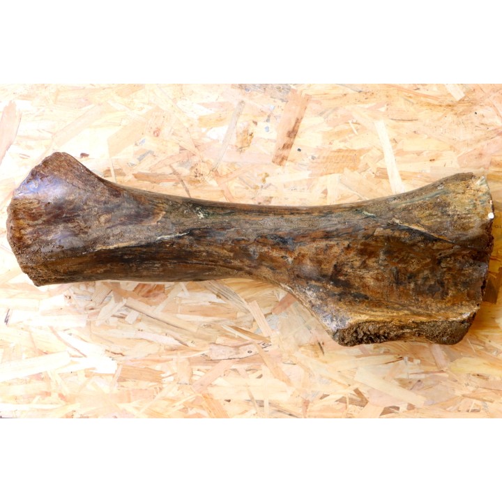 MAMMOTH HUMERUS:  mammuthus primigenius