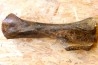 MAMMOTH HUMERUS:  mammuthus primigenius