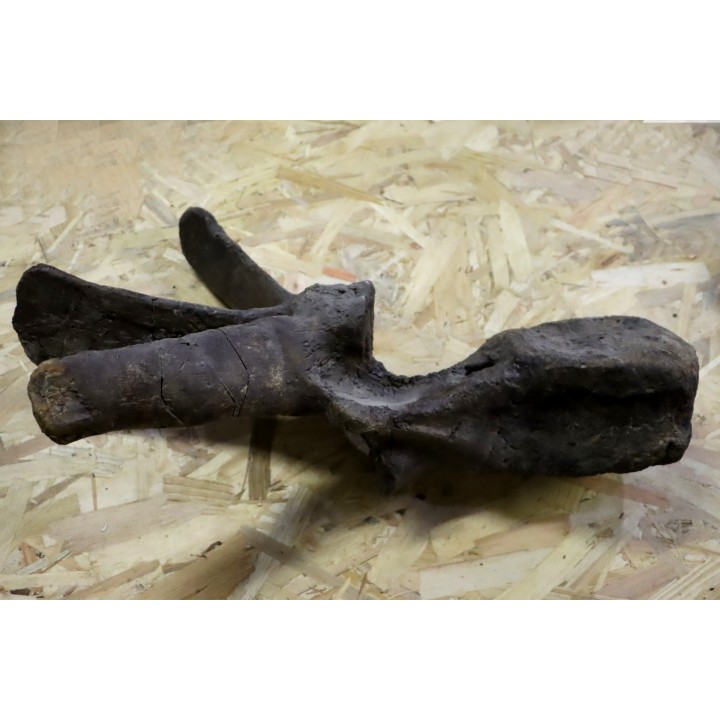 VERTEBRE de dinosaure TRICERATOPS HORRIDUS - crétacé supérieur -  Montana