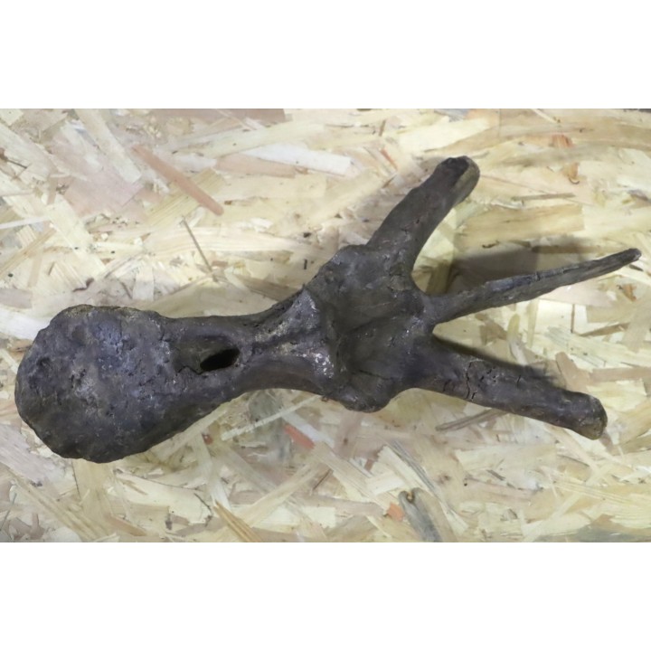 dinosaure VERTEBREA: TRICERATOPS HORRIDUS