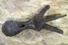 dinosaure VERTEBREA: TRICERATOPS HORRIDUS