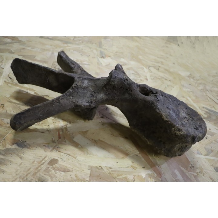 dinosaure VERTEBREA: TRICERATOPS HORRIDUS
