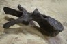dinosaure VERTEBREA: TRICERATOPS HORRIDUS