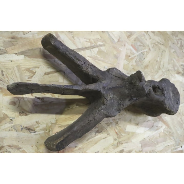 VERTEBRE de dinosaure TRICERATOPS HORRIDUS - crétacé supérieur -  Montana