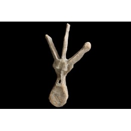 dinosaure VERTEBREA: TRICERATOPS HORRIDUS