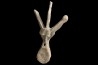 dinosaure VERTEBREA: TRICERATOPS HORRIDUS