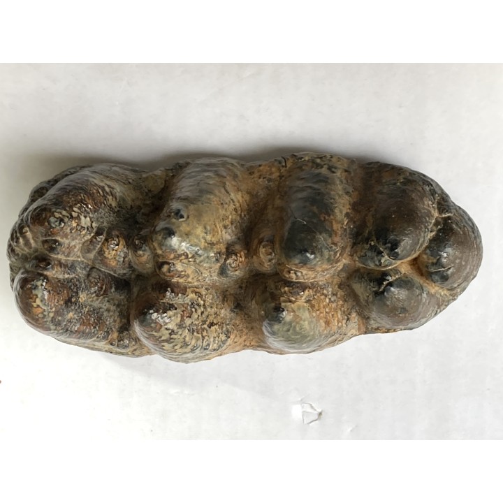 Mastodonte  GOMPHOTERIUM ANGUSTIDENS  Miocene - Tavers - FRANCE