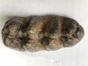 dent de Mastodonte GOMPHOTERIUM ANGUSTIDENS - Miocene - Tavers - FRANCE