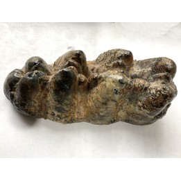 Mastodonte  GOMPHOTERIUM ANGUSTIDENS  Miocene - Tavers - FRANCE