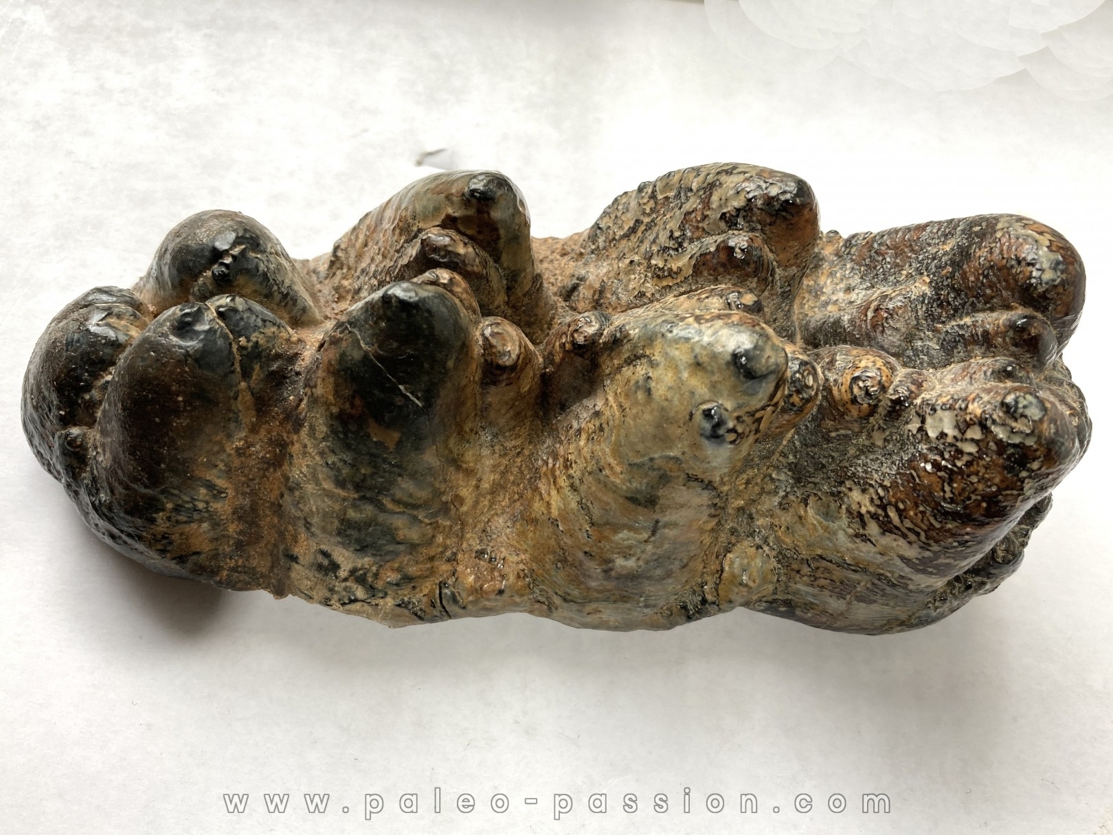 dent de Mastodonte GOMPHOTERIUM ANGUSTIDENS - Miocene - Tavers - FRANCE